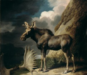 Alce, 1770 da George Stubbs
