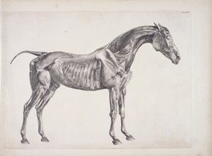 Tavola da 