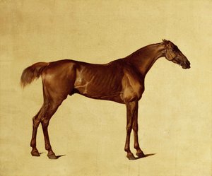 Rufus da George Stubbs