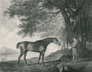 Sharke, inciso da George Townley Stubbs (1756-1815) pub. 1794 (acquaforte)