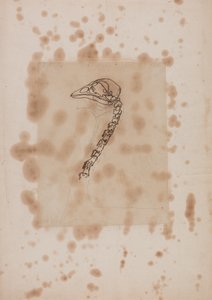 Studio della Testa e del Collo di un Pollo, Vista Laterale, da Una Esposizione Anatomica Comparativa della Struttura del Corpo Umano con quella di una Tigre e di un Pollo Comune, 1795-1806 da George Stubbs
