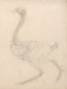 Studio di un pollo, vista laterale, diagramma per la chiave alla tavola XV, da A Comparative Anatomical Exposition of the Structure of the Human Body with that of a Tiger and a Common Fowl, 1795-1806