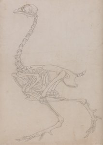 Studio di un volatile, vista laterale, da A Comparative Anatomical Exposition of the Structure of the Human Body with that of a Tiger and a Common Fowl
