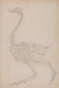 Studio di un volatile, vista laterale, da A Comparative Anatomical Exposition of the Structure of the Human Body with that of a Tiger and a Common Fowl
