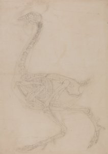 Studio di un volatile, vista laterale, da A Comparative Anatomical Exposition of the Structure of the Human Body with that of a Tiger and a Common Fowl da George Stubbs