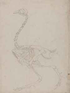 Studio di un volatile, vista laterale, da A Comparative Anatomical Exposition of the Structure of the Human Body with that of a Tiger and a Common Fowl