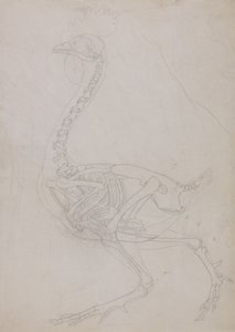 Studio di un volatile, vista laterale, da A Comparative Anatomical Exposition of the Structure of the Human Body with that of a Tiger and a Common Fowl da George Stubbs
