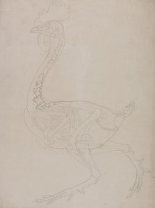 Studio di un volatile, vista laterale, da A Comparative Anatomical Exposition of the Structure of the Human Body with that of a Tiger and a Common Fowl da George Stubbs