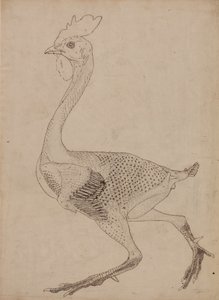 Studio di un volatile, vista laterale, da A Comparative Anatomical Exposition of the Structure of the Human Body with that of a Tiger and a Common Fowl da George Stubbs