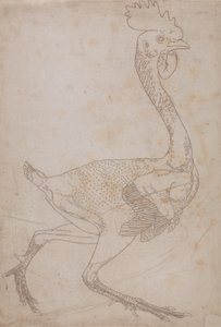 Studio di un Pollo, Vista Laterale, da Una Esposizione Anatomica Comparativa della Struttura del Corpo Umano con quella di una Tigre e di un Pollo Comune, 1795-1806 da George Stubbs