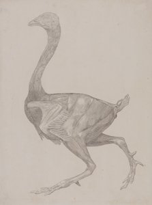 Studio di un Pollo, Vista Laterale, da Una Esposizione Anatomica Comparativa della Struttura del Corpo Umano con quella di una Tigre e di un Pollo Comune, 1795-1806 da George Stubbs