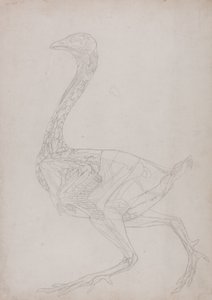 Studio di un Pollo, Vista Laterale, da Una Esposizione Anatomica Comparativa della Struttura del Corpo Umano con quella di una Tigre e di un Pollo Comune, 1795-1806