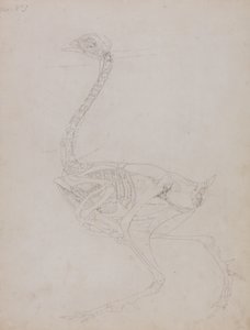 Studio di un Pollo, Vista Laterale, da Una Esposizione Anatomica Comparativa della Struttura del Corpo Umano con quella di una Tigre e di un Pollo Comune, 1795-1806