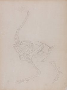 Studio di un Pollo, Vista Laterale, da Una Esposizione Anatomica Comparativa della Struttura del Corpo Umano con quella di una Tigre e di un Pollo Comune, 1795-1806