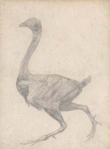 Studio di un pollo, vista laterale, con pelle e strati fasciali sottostanti rimossi, da A Comparative Anatomical Exposition of the Structure of the Human Body with that of a Tiger and a Common Fowl, 1795 da George Stubbs