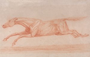 Studio di un cavallo da corsa in azione: galoppando a sinistra, uno studio semi-anatomico, con pelle scorticata per mostrare l