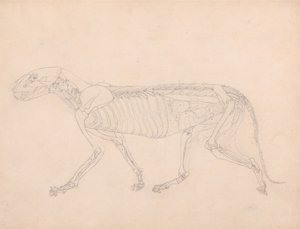 Studio di una tigre, vista laterale, visceri addominali esposti, da A Comparative Anatomical Exposition of the Structure of the Human Body with that of a Tiger and a Common Fowl, c.1795-1806