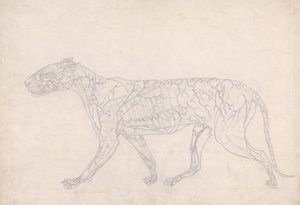 Studio di una tigre, vista laterale, diagramma che mostra l