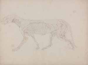 Studio di una tigre, vista laterale, da A Comparative Anatomical Exposition of the Structure of the Human Body with that of a Tiger and a Common Fowl, c.1795-1806