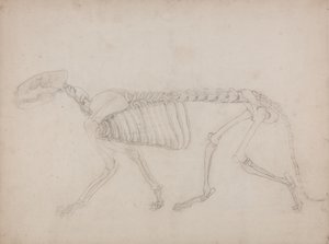 Studio di una tigre, vista laterale, da A Comparative Anatomical Exposition of the Structure of the Human Body with that of a Tiger and a Common Fowl da George Stubbs