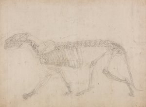 Studio di una tigre, vista laterale, da A Comparative Anatomical Exposition of the Structure of the Human Body with that of a Tiger and a Common Fowl