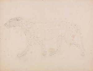 Studio di una tigre, vista laterale, da A Comparative Anatomical Exposition of the Structure of the Human Body with that of a Tiger and a Common Fowl da George Stubbs