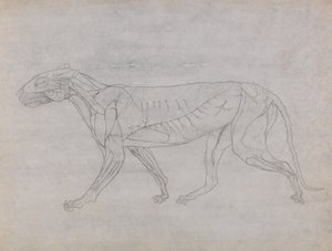 Studio di una tigre, vista laterale, da A Comparative Anatomical Exposition of the Structure of the Human Body with that of a Tiger and a Common Fowl da George Stubbs