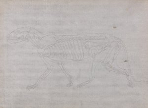 Studio di una tigre, vista laterale, da A Comparative Anatomical Exposition of the Structure of the Human Body with that of a Tiger and a Common Fowl da George Stubbs