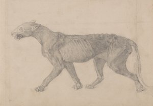 Studio di una tigre, vista laterale, da A Comparative Anatomical Exposition of the Structure of the Human Body with that of a Tiger and a Common Fowl