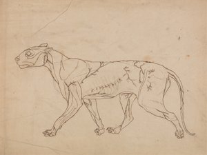 Studio di una tigre, vista laterale, da A Comparative Anatomical Exposition of the Structure of the Human Body with that of a Tiger and a Common Fowl da George Stubbs