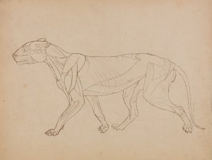 Studio di una tigre, vista laterale, da A Comparative Anatomical Exposition of the Structure of the Human Body with that of a Tiger and a Common Fowl
