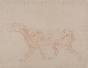 Studio di una tigre, vista laterale, da A Comparative Anatomical Exposition of the Structure of the Human Body with that of a Tiger and a Common Fowl