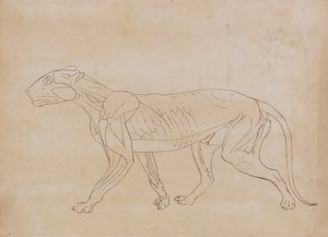 Studio di una tigre, vista laterale, da A Comparative Anatomical Exposition of the Structure of the Human Body with that of a Tiger and a Common Fowl da George Stubbs