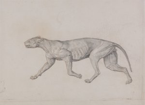 Studio di una tigre, vista laterale, da A Comparative Anatomical Exposition of the Structure of the Human Body with that of a Tiger and a Common Fowl da George Stubbs