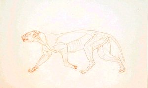 Studio di una tigre, vista laterale, da A Comparative Anatomical Exposition of the Structure of the Human Body with that of a Tiger and a Common Fowl da George Stubbs