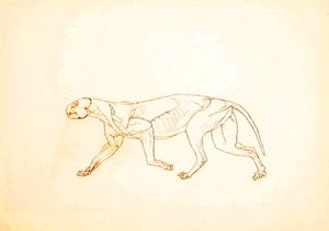 Studio di una tigre, vista laterale, da A Comparative Anatomical Exposition of the Structure of the Human Body with that of a Tiger and a Common Fowl da George Stubbs