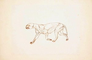 Studio di una tigre, vista laterale, da A Comparative Anatomical Exposition of the Structure of the Human Body with that of a Tiger and a Common Fowl da George Stubbs