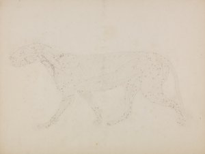 Studio di una tigre, vista laterale da George Stubbs