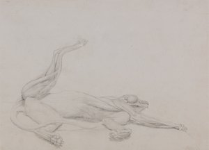 Studio di una tigre, sdraiata, vista ventrale, da A Comparative Anatomical Exposition of the Structure of the Human Body with that of a Tiger and a Common Fowl da George Stubbs