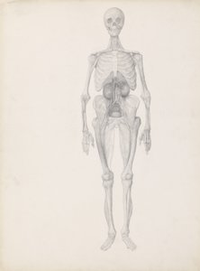 Studio della figura umana, vista anteriore, fase finale della dissezione, da 