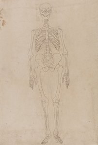 Studio della figura umana, vista anteriore, da Un