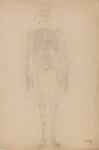 Studio della figura umana, vista anteriore, da Un