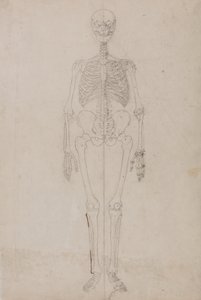 Studio della figura umana, vista anteriore, da A Comparative Anatomical Exposition of the Structure of the Human Body with that of a Tiger and a Common Fowl, c.1795-1806 da George Stubbs