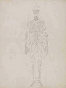 Studio della Figura Umana, Vista Anteriore, da 