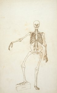 Studio della Figura Umana, Vista Anteriore, da 
