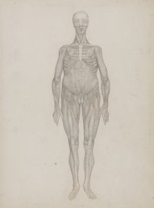 Studio della Figura Umana, Vista Anteriore, da 