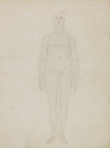 Studio della Figura Umana, Vista Anteriore, da 