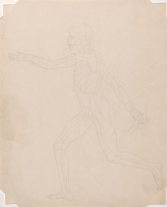 Studio della figura umana, vista laterale, da A Comparative Anatomical Exposition of the Structure of the Human Body with that of a Tiger and a Common Fowl, c.1795-1806 da George Stubbs