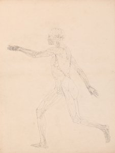Studio della Figura Umana, Vista Laterale, diagramma per chiave alla tavola XIII, da Una Esposizione Anatomica Comparativa della Struttura del Corpo Umano con quella di una Tigre e di un Pollo Comune, 1795-1806 da George Stubbs