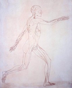 Studio della figura umana, vista laterale, da A Comparative Anatomical Exposition of the Structure of the Human Body with that of a Tiger and a Common Fowl, c.1795-1806 da George Stubbs